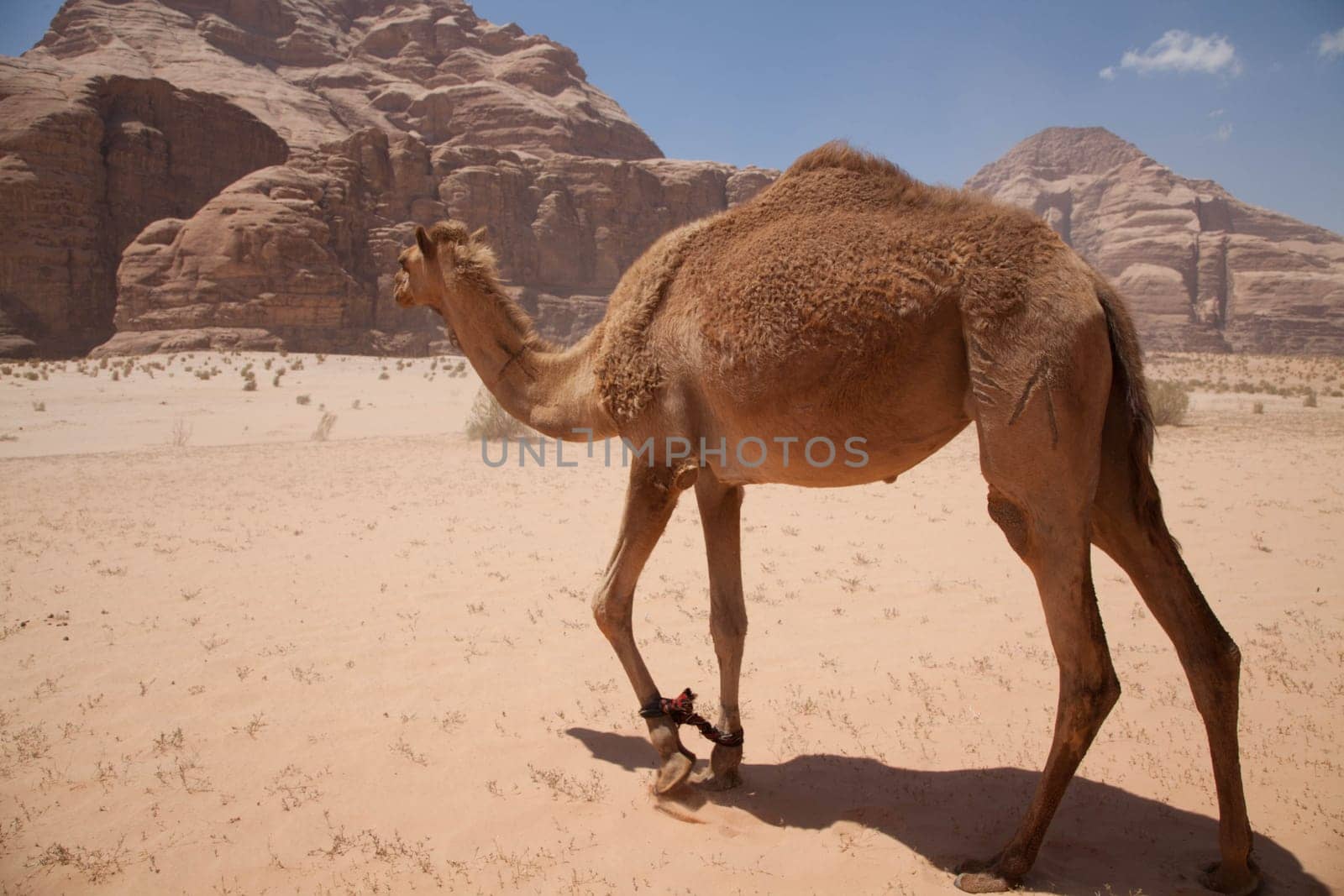 Dromedary in the Wadi Rum Desert in Jordan