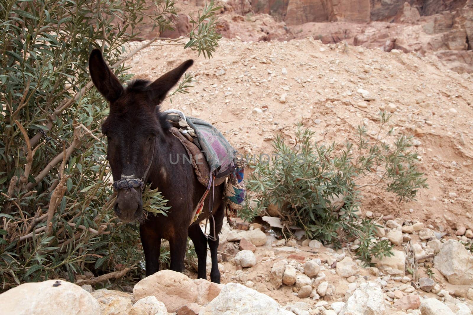 Donkeys in Petra/Jordan