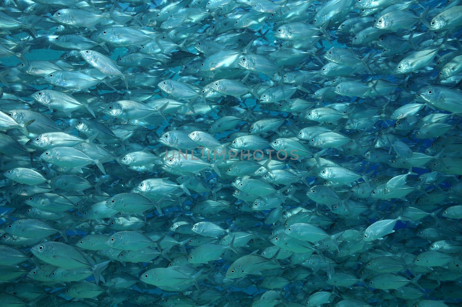 I photographed this school of mackerel or jackfish in the waters of the Philippines.