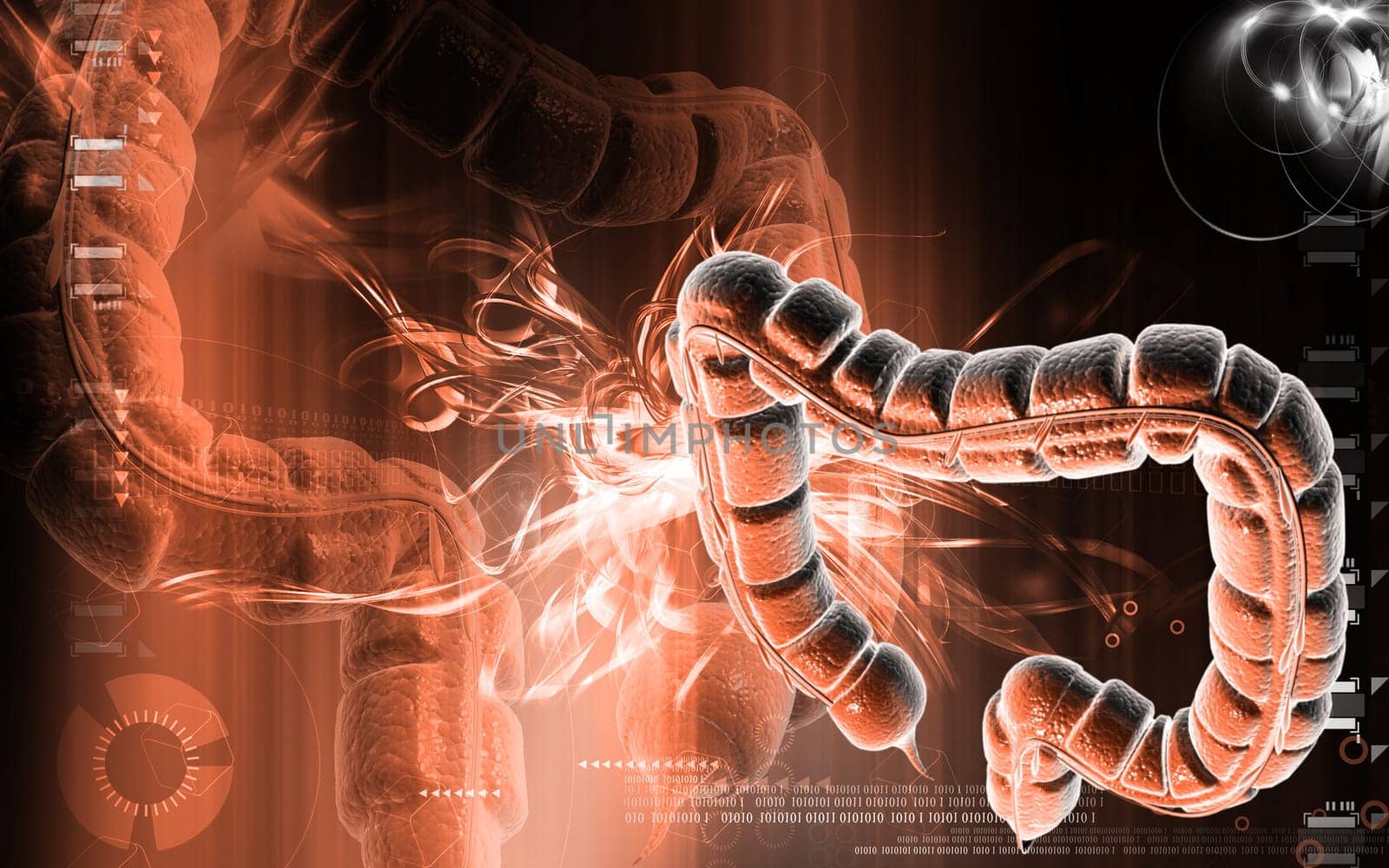 Digital illustration of large intestine in colour background