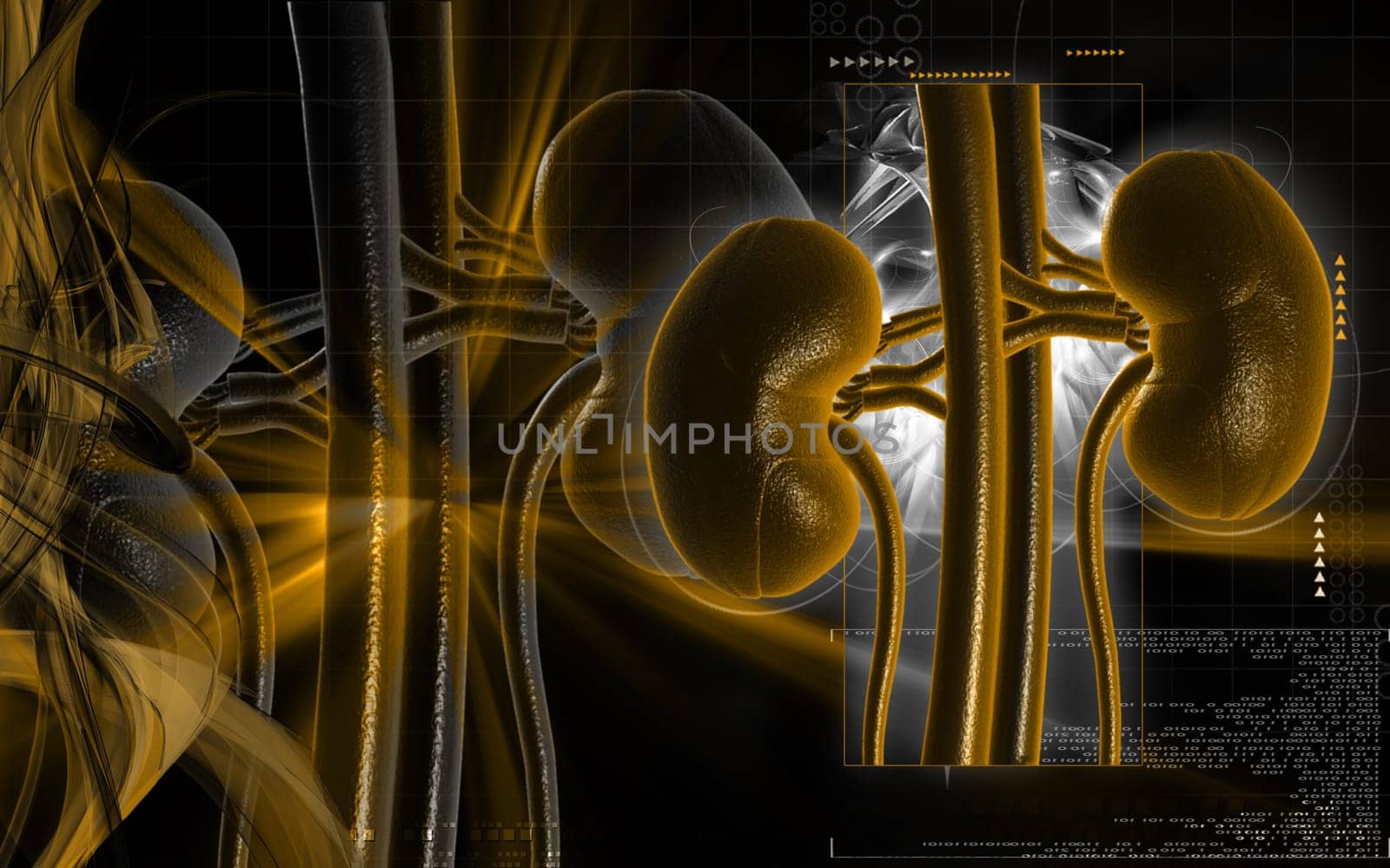 Digital illustration of kidney in colour background