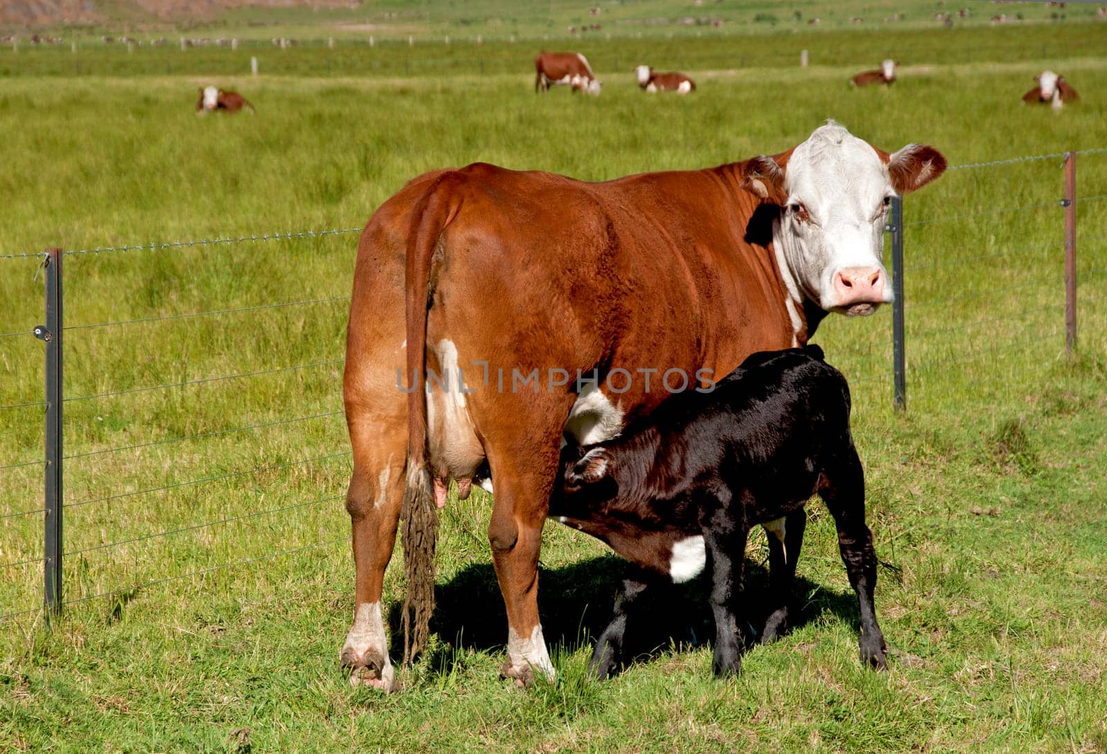 Suckler cow suckling