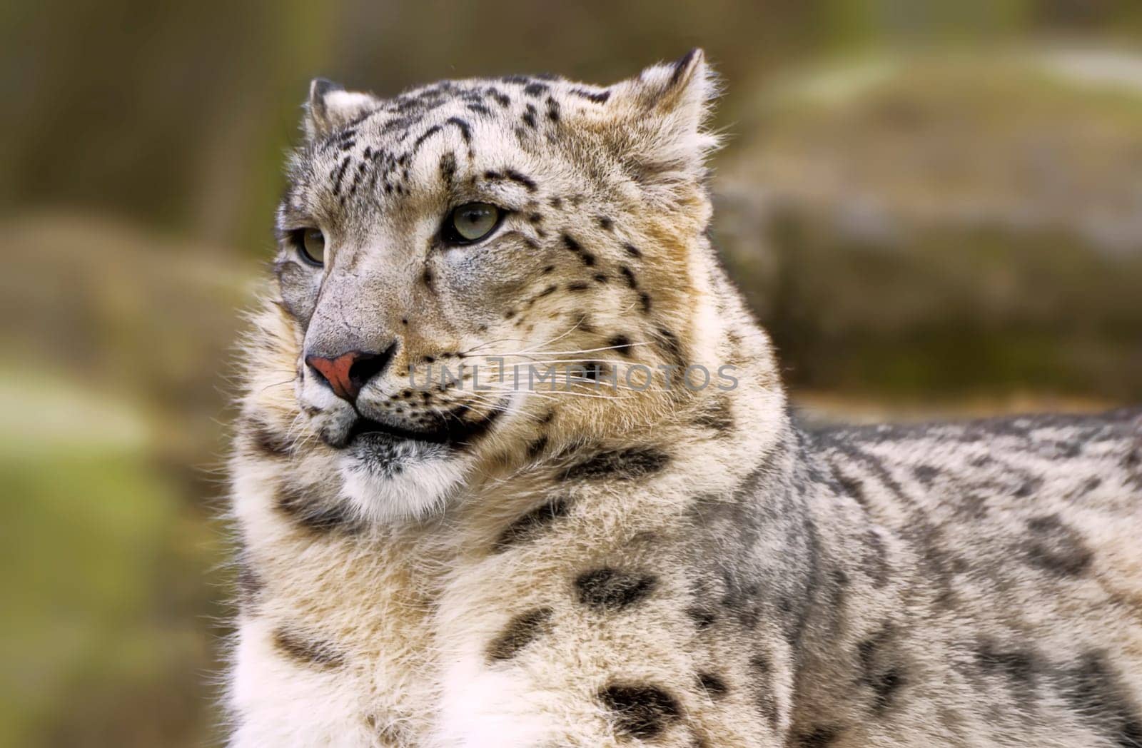Snow leopard