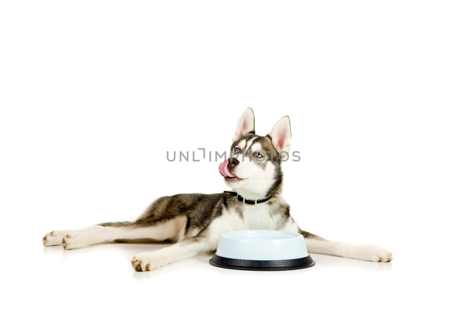 Siberian Husky puppy lays next to the bowl after finishing his meal