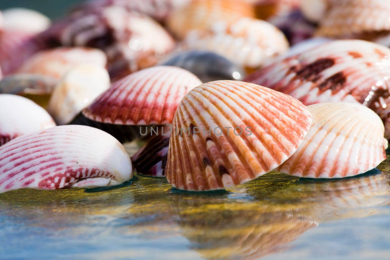 Colorful shells on a glass surface in bright sun. Can be used as a background