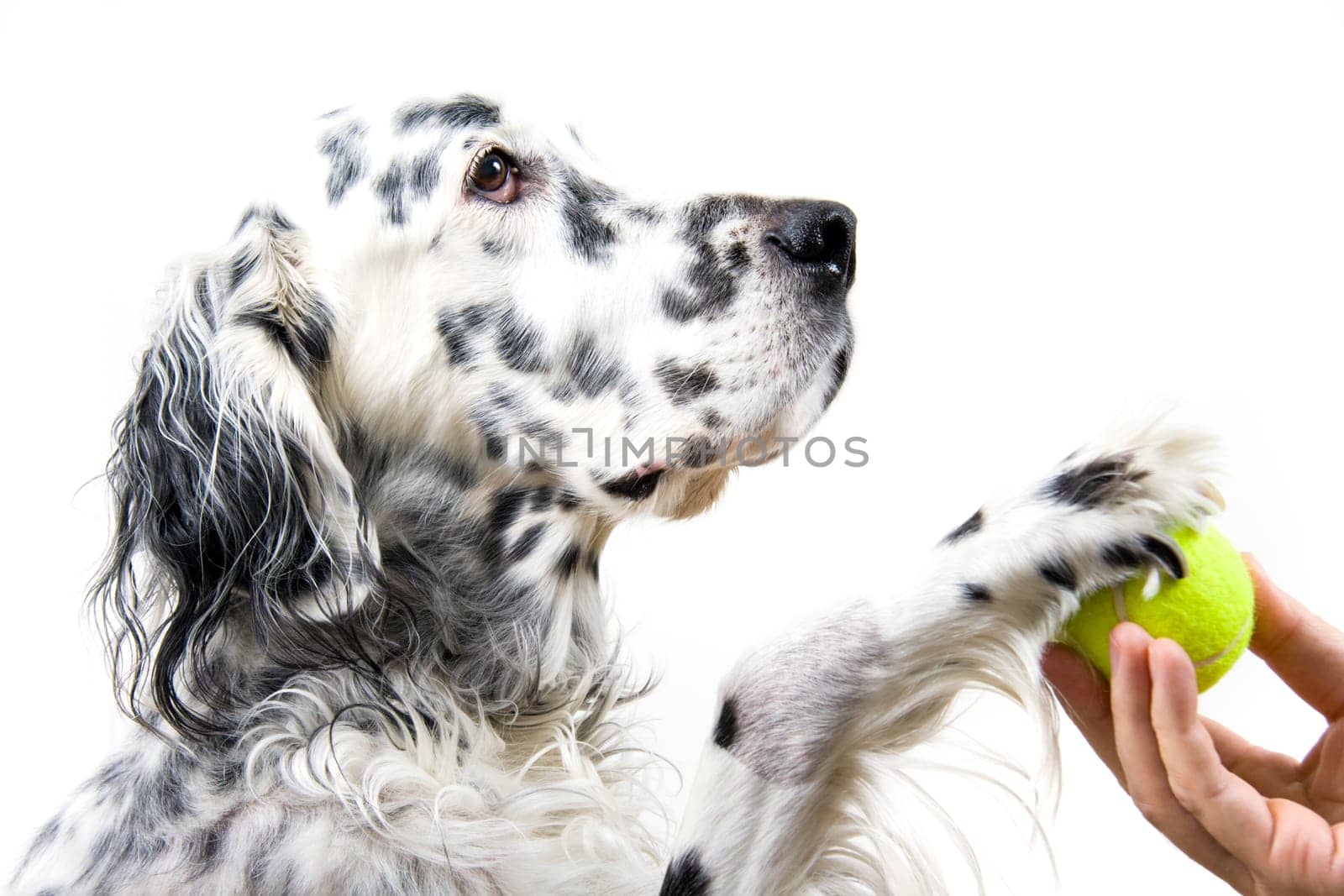An English Setter and his owner play with a tennis ball
