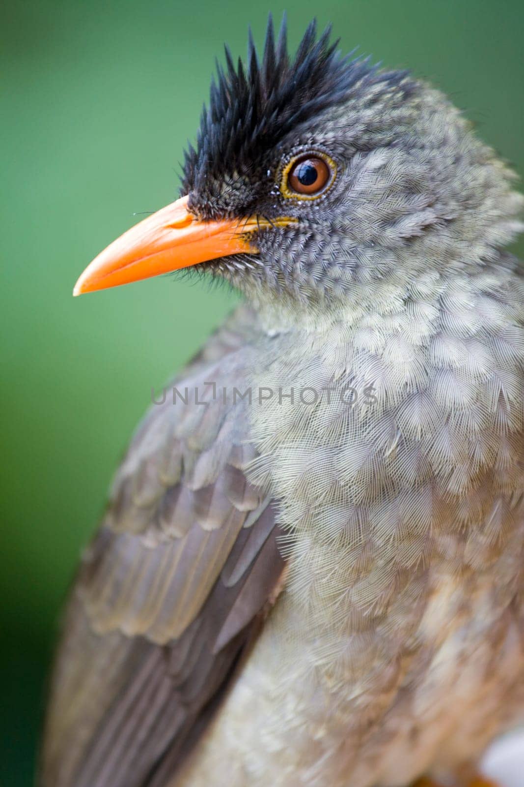 Seychelles bulbul (Hypsipetes crassirostris)-  one of the most common bird species on Seychelles islands.