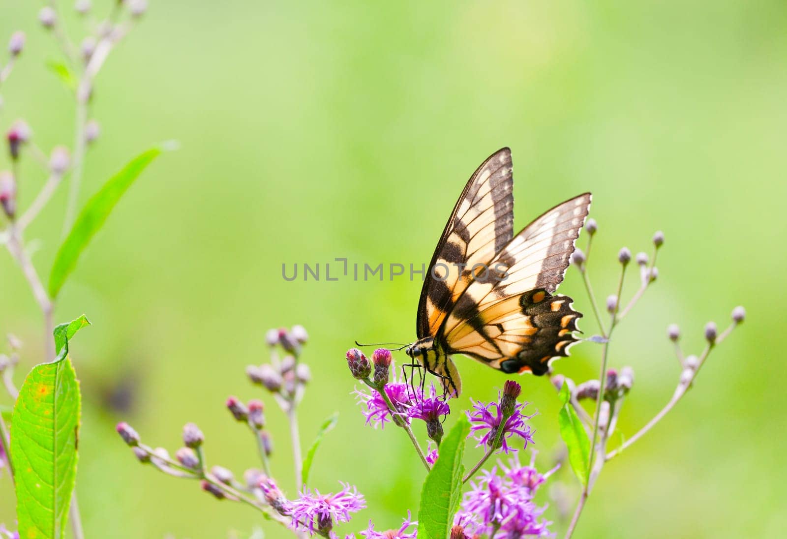 Closeup view of a Tiger Swallowtail butterfly sitting on a flower