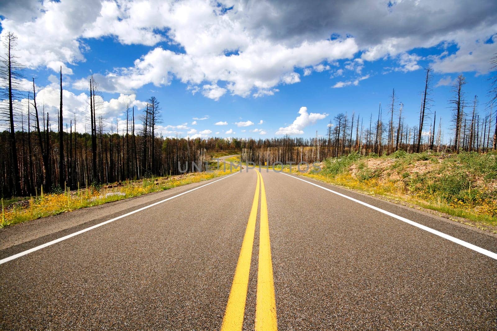 Road in Grand Canyon National Park, Arizona