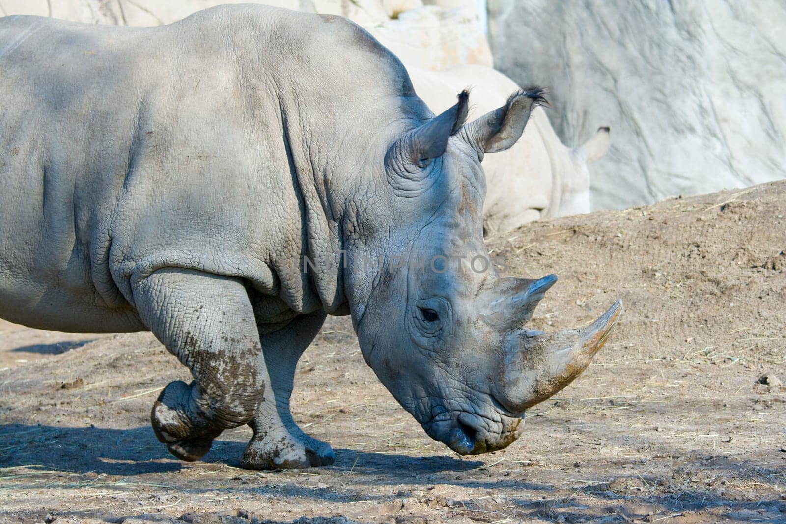 White rhinoceros or rhino - endangered African specie.