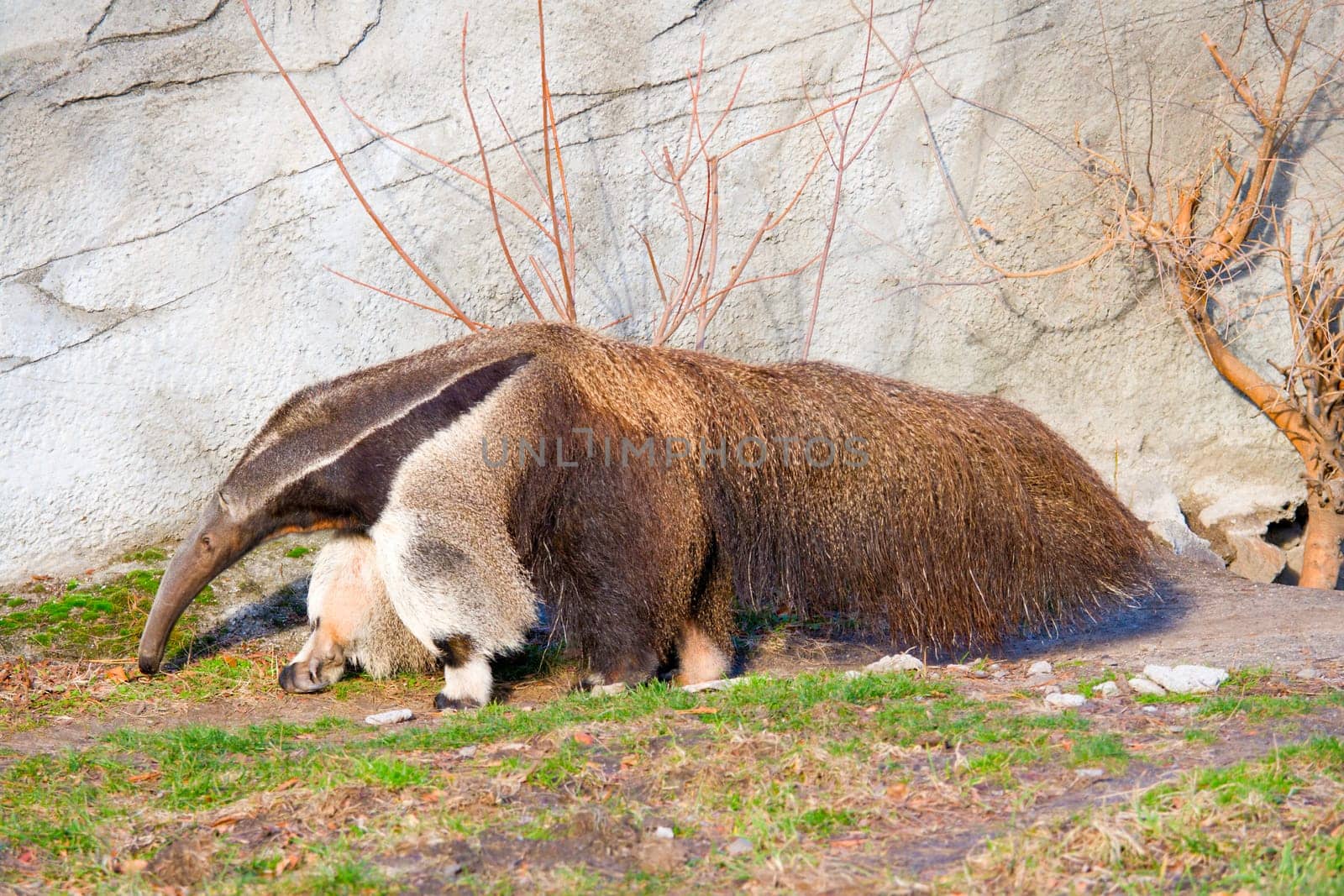 Giant Anteater in his close-to-natural environment at Detroit Zoo.