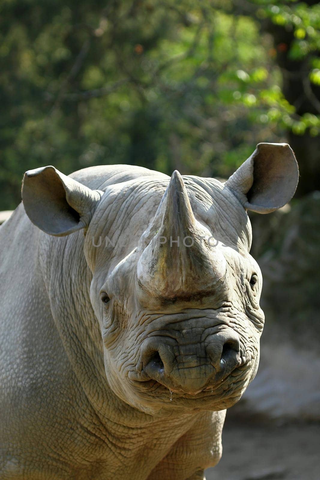 Black rhinoceros
