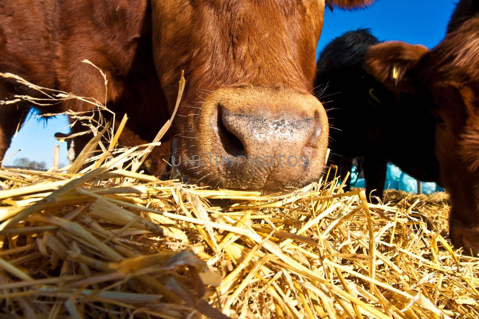 friendly cattle on straw with blue sky