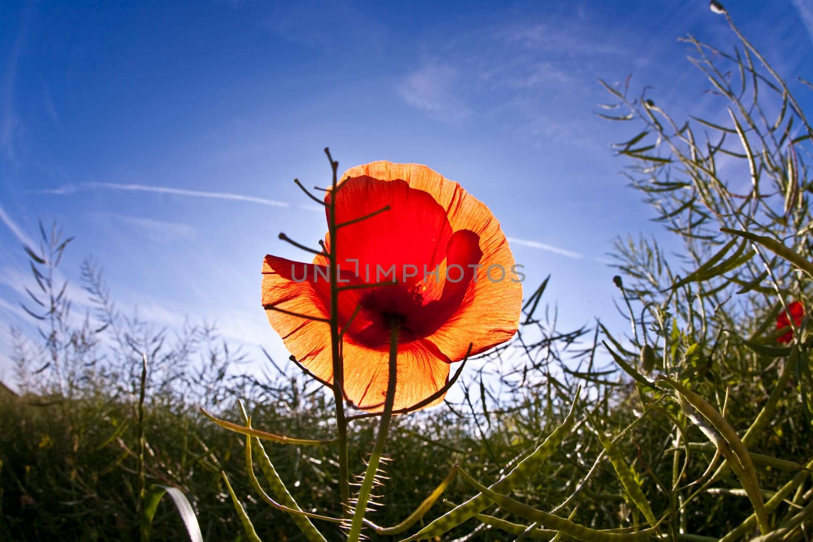 poppy flower in meadow in morning light