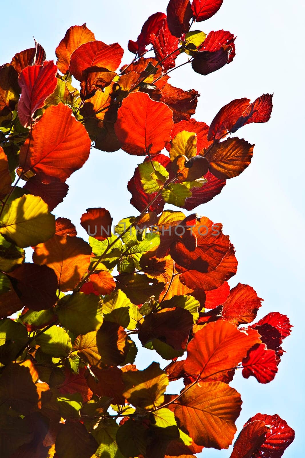 beautiful leaves from a birch in red colors