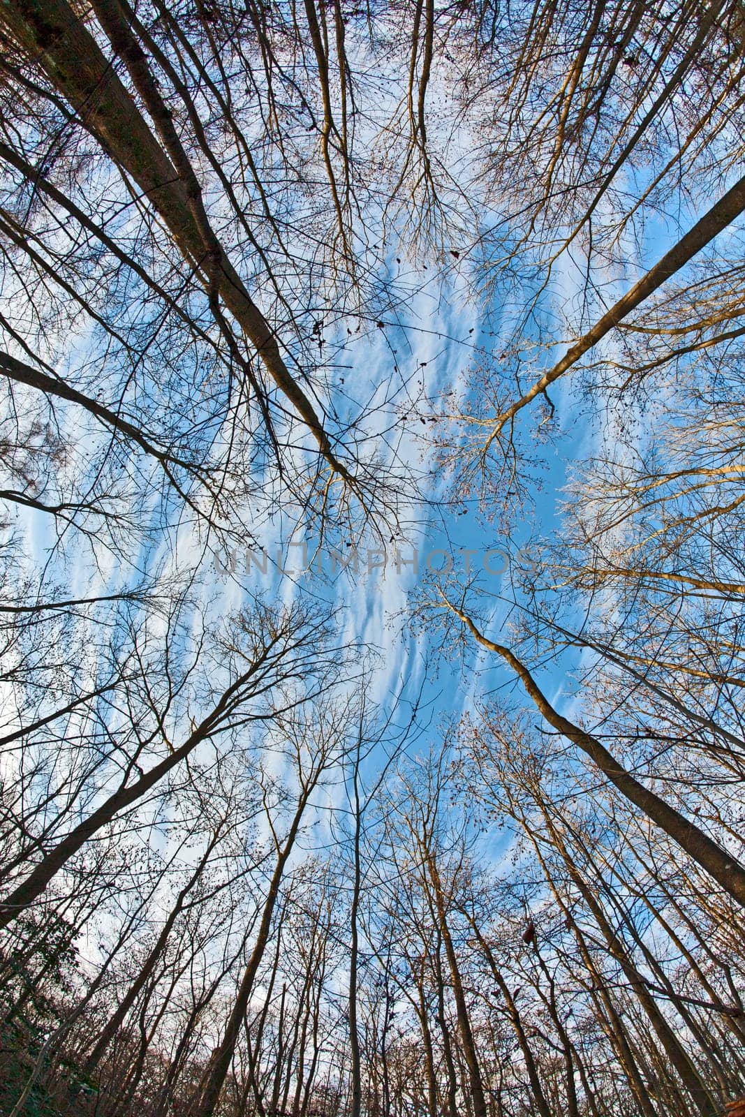 crown of trees in forest with blue sky