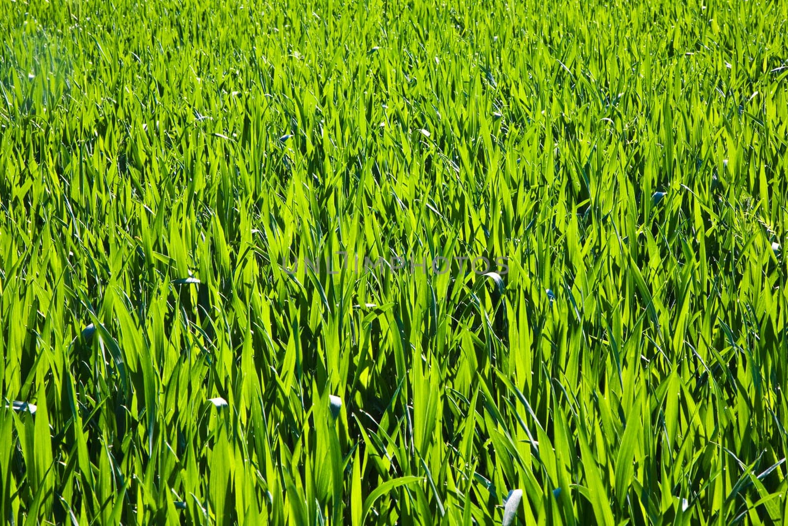 fresh green plant,corn on the field