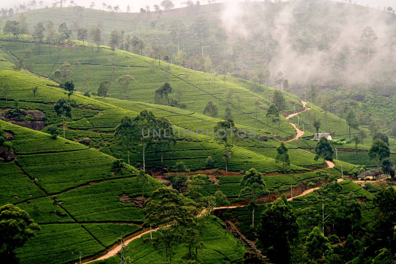 green tee terrasses in the highland from Sri Lanka in folk mit Teeplantagen in fog near nuwara Eliya