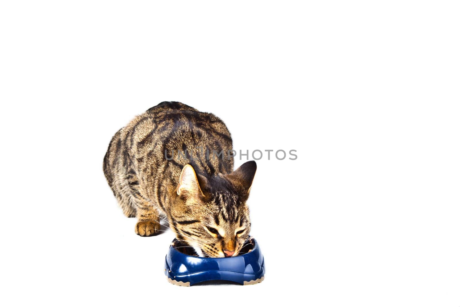 hungry cat eating from the food bowl