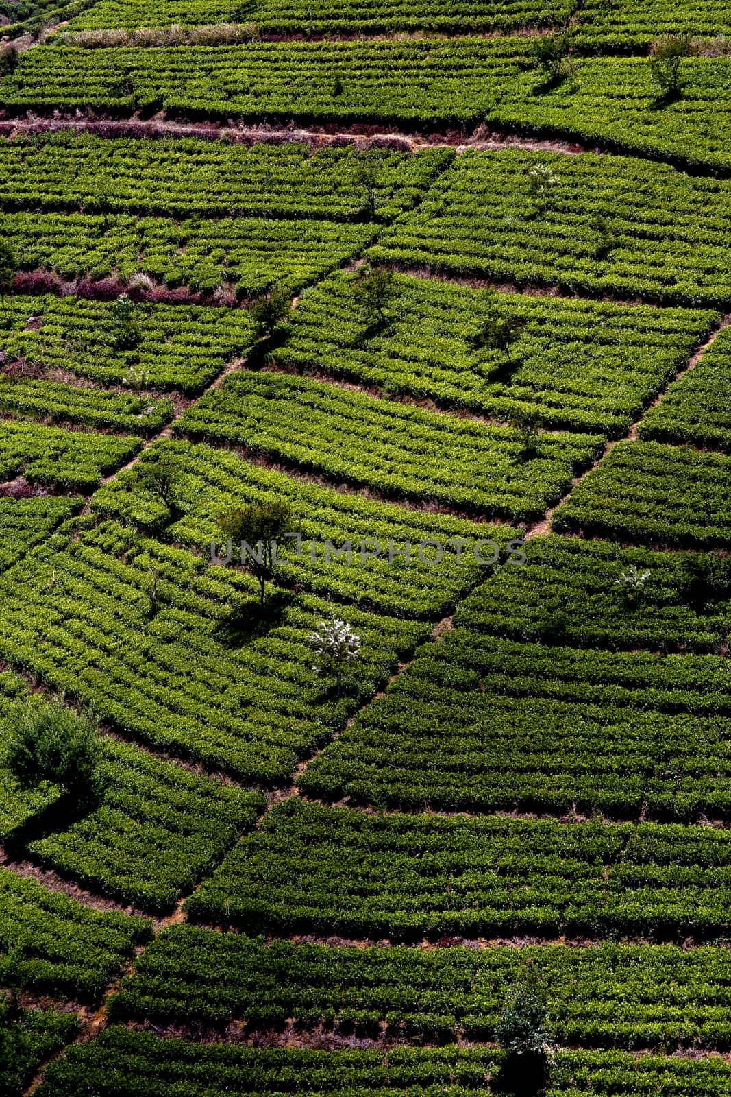 green tee terrasses in the highland from Sri Lanka in folk mit Teeplantagen in fog near nuwara Eliya