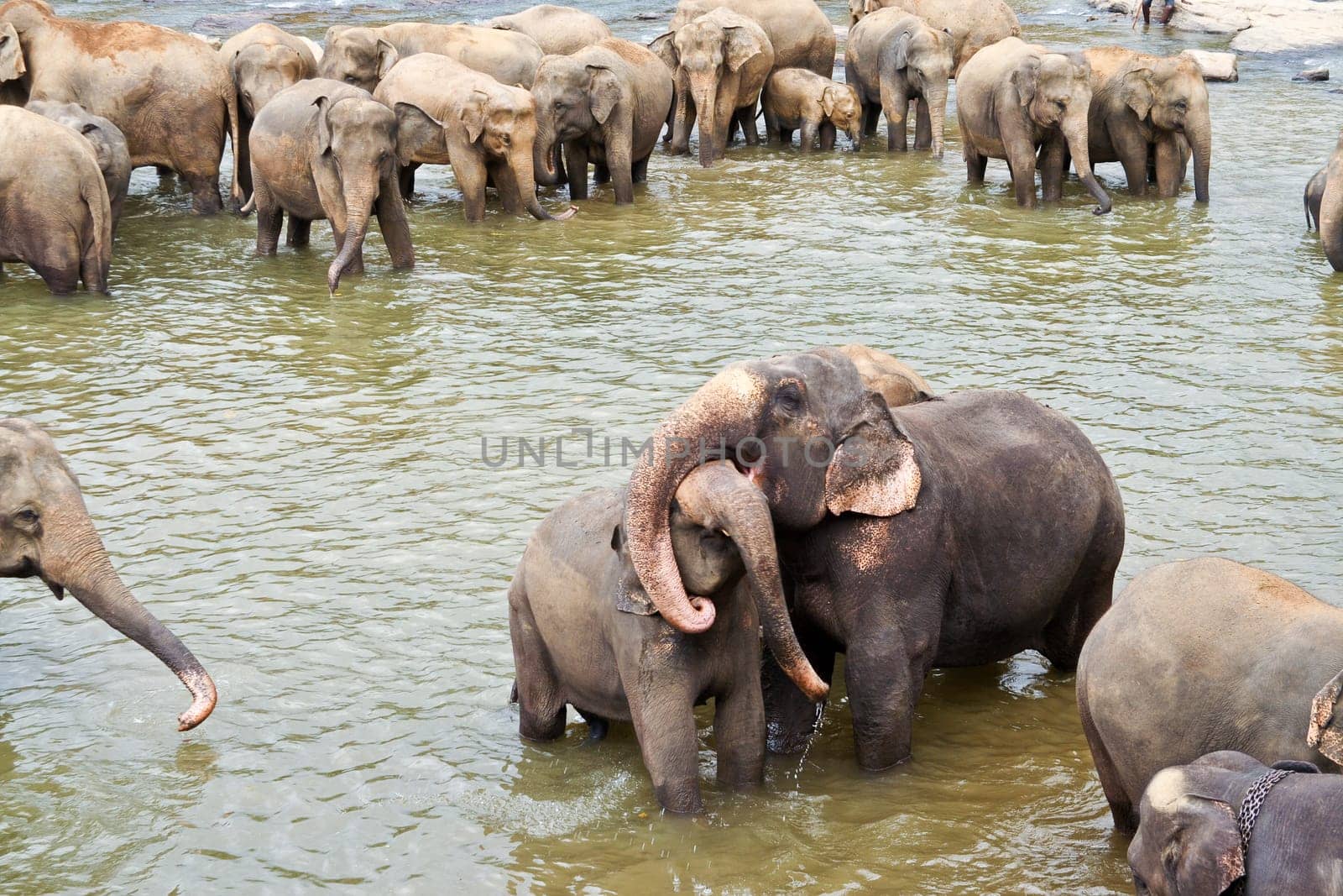 elephants take a bath in the river  in the wilderness near Pinnawela