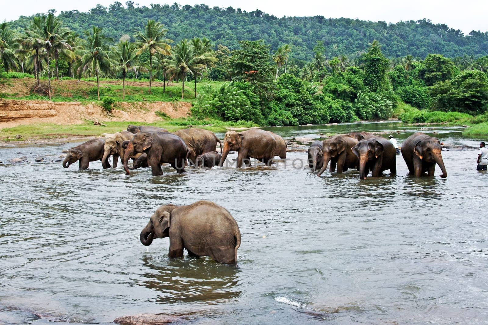 elephants take a bath in the river  in the wilderness near Pinnawela