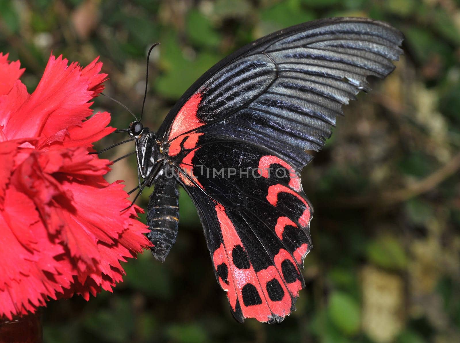 Scarlet butterfly