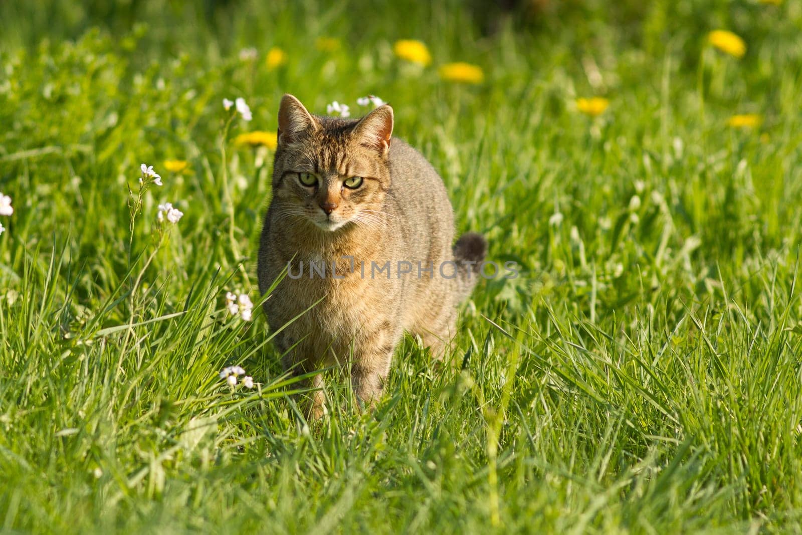 Cat in the meadow