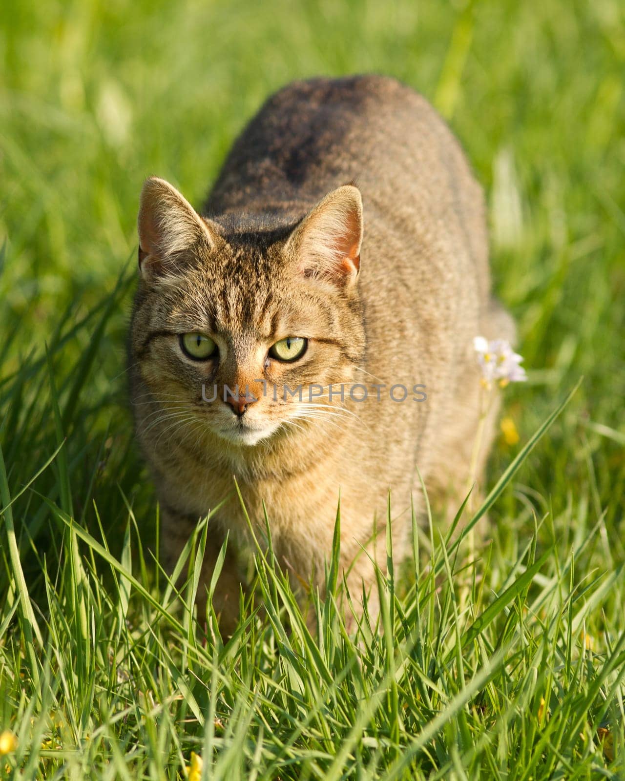Cat in the meadow