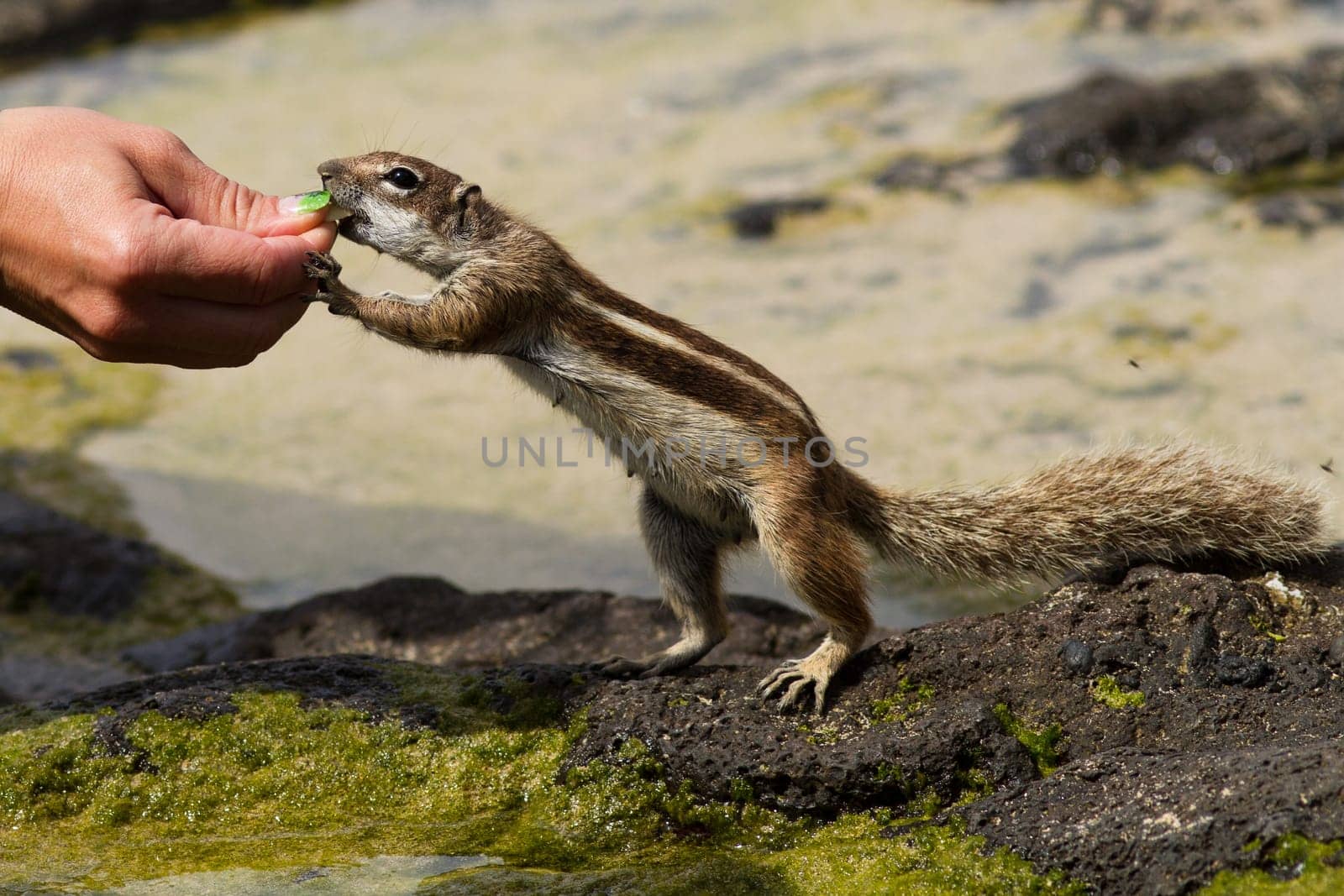 Atlas Squirrel
