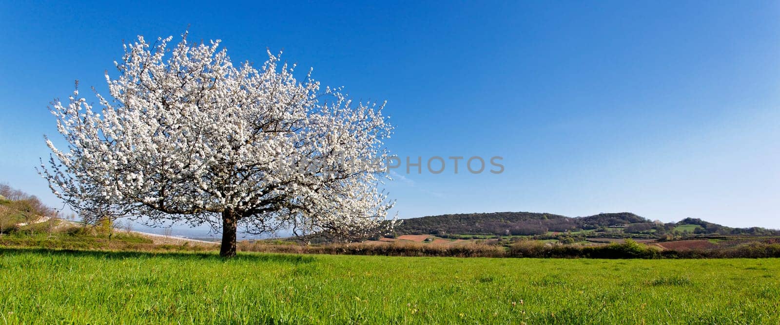 tree