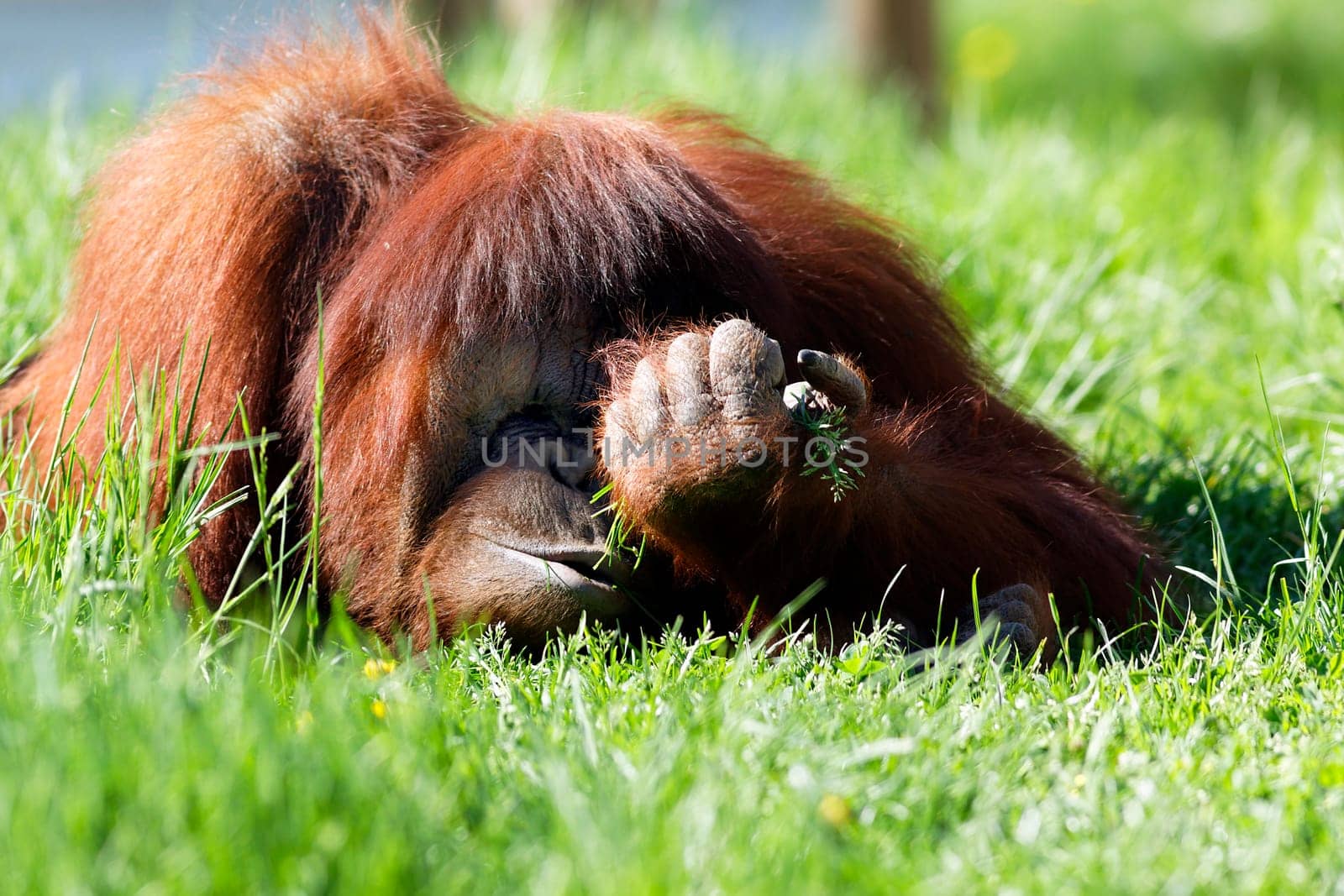 orang utan
