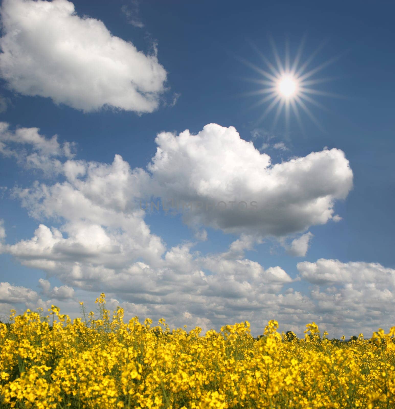 Blooming rapeseed field with sun