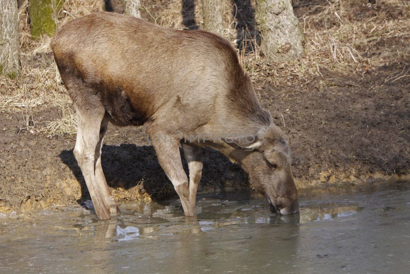 Elk