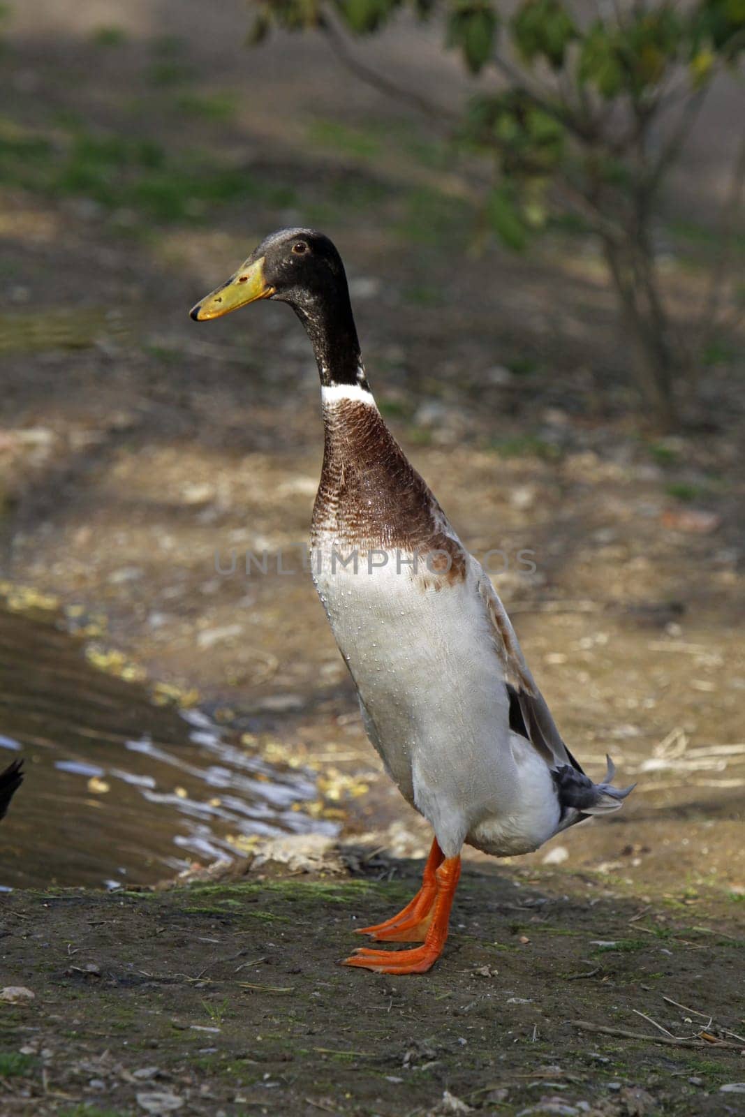 Runner duck