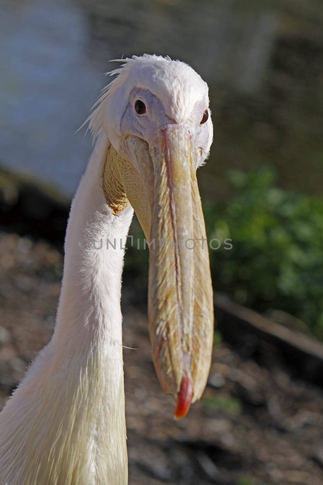 Eastern white pelican