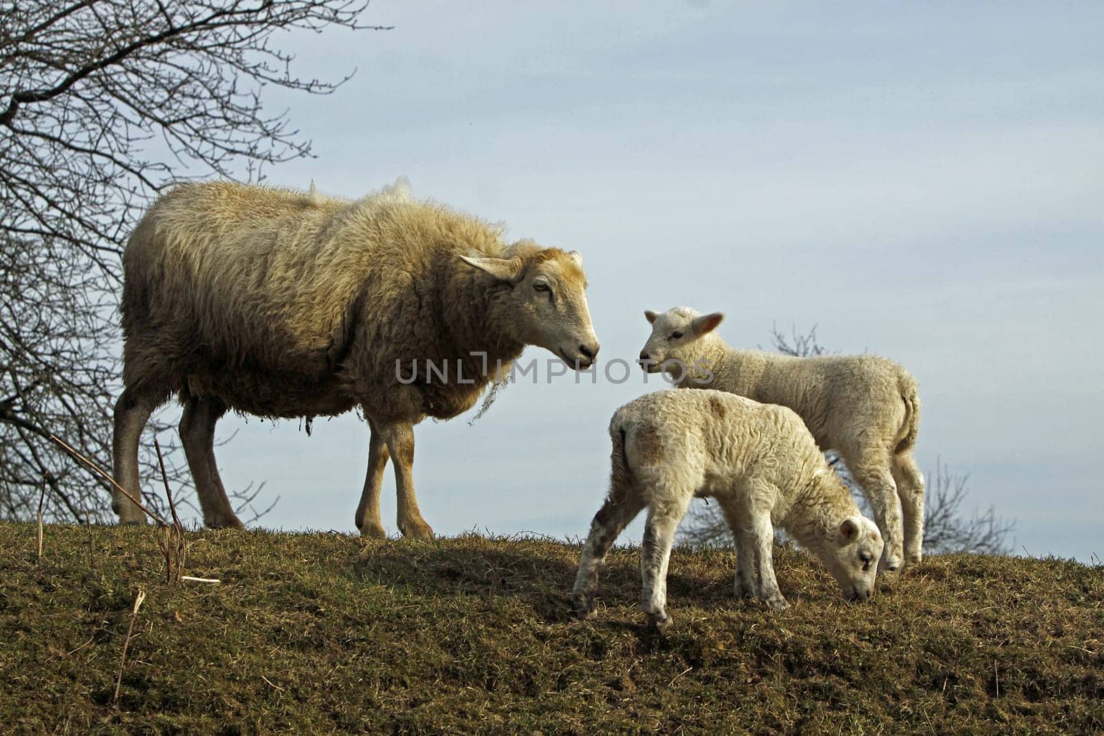 Sheep with lamb