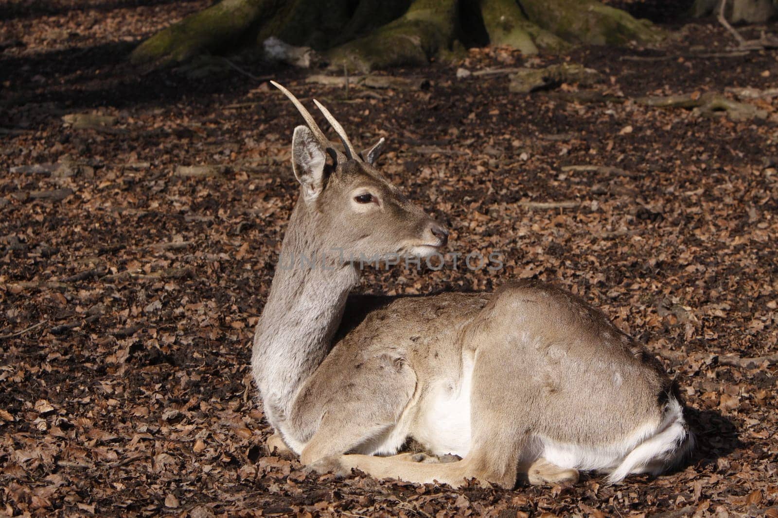 Fallow deer