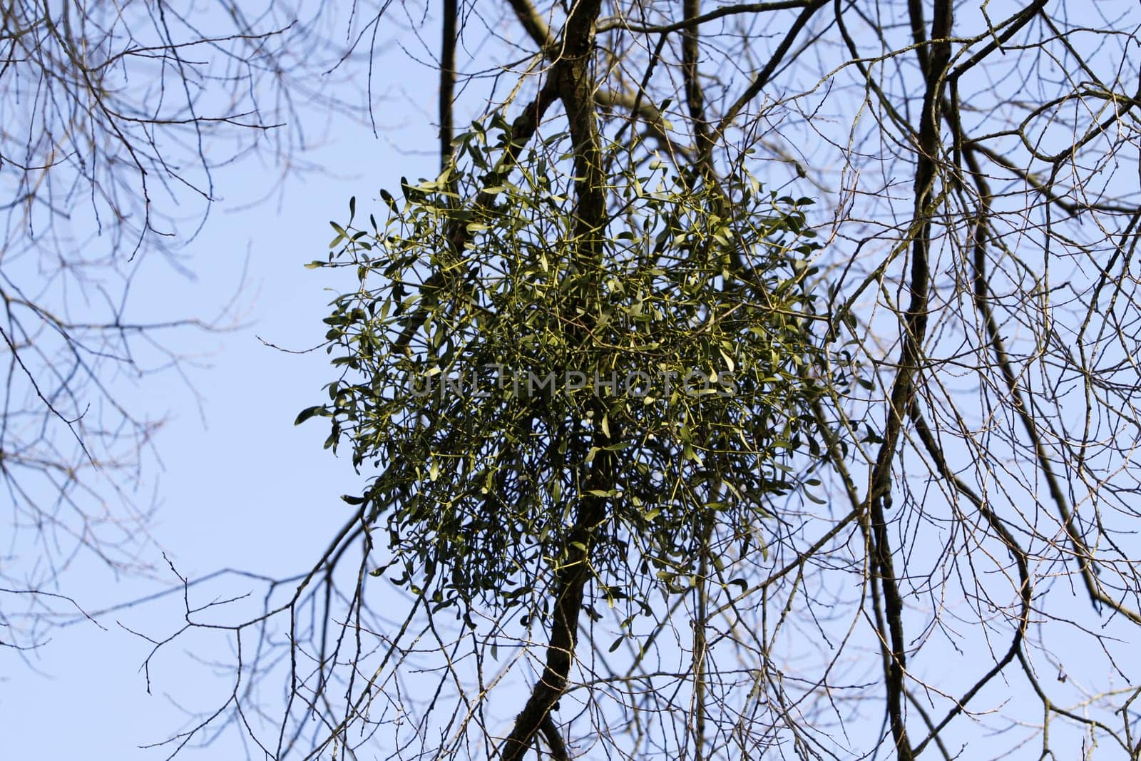 Mistletoe