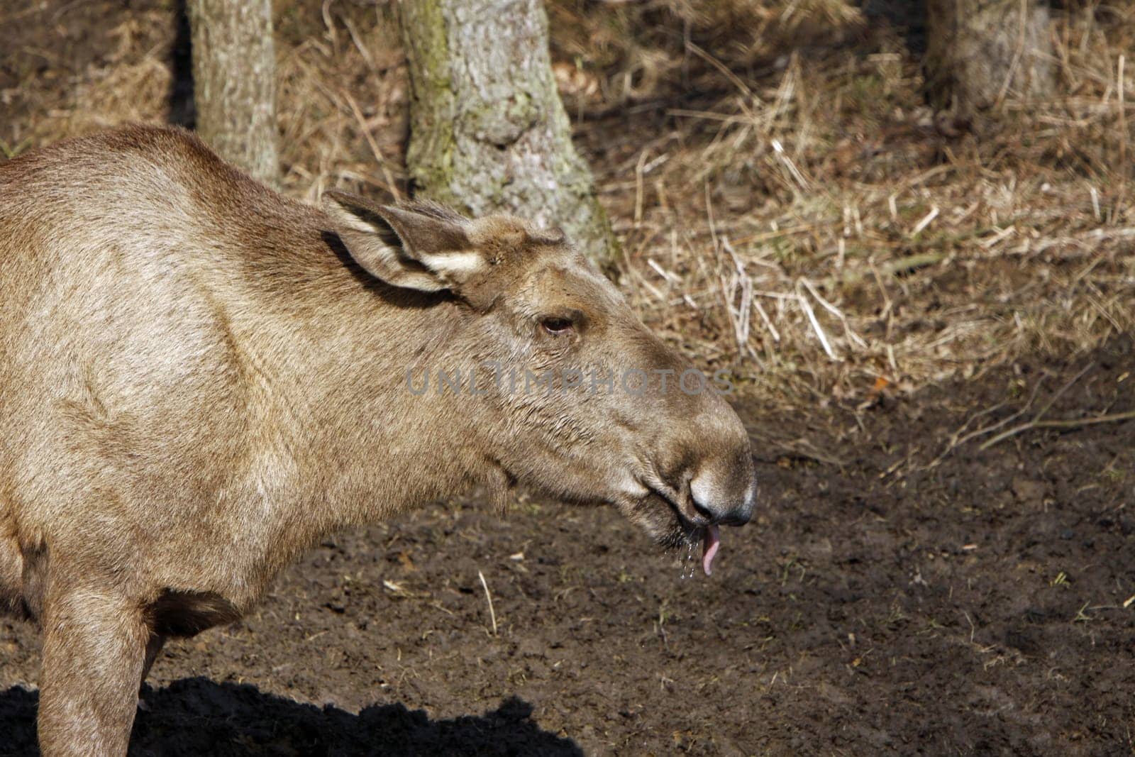 Elk