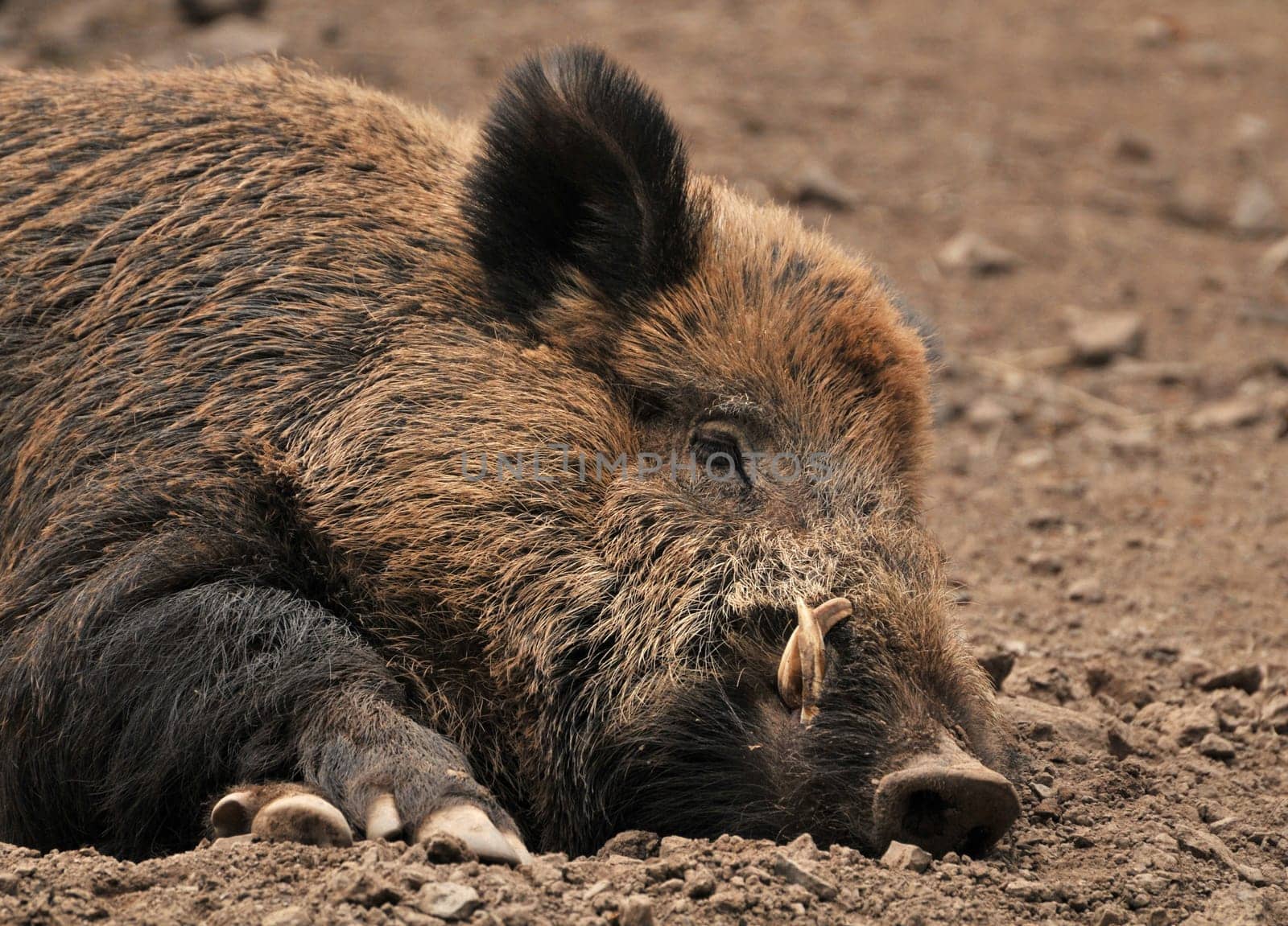 Boar sleeps