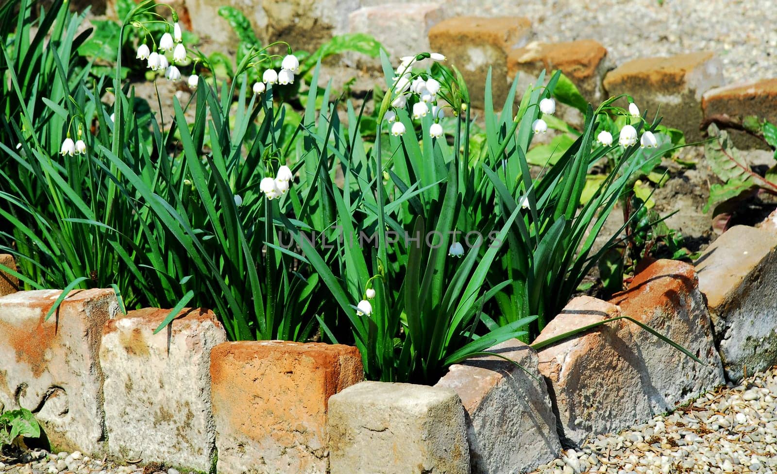 lily of the valley