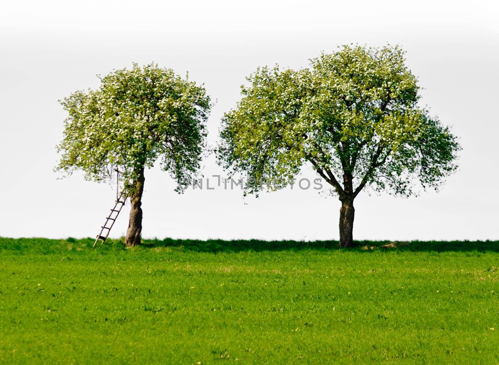 Two blooming apple trees on white background