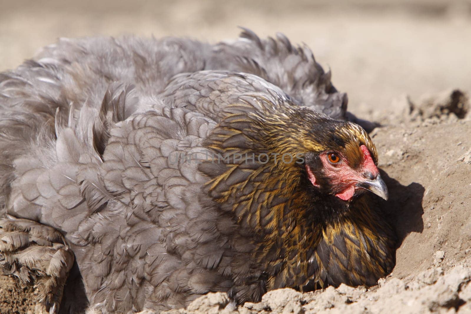 Gray Brahma Hen
