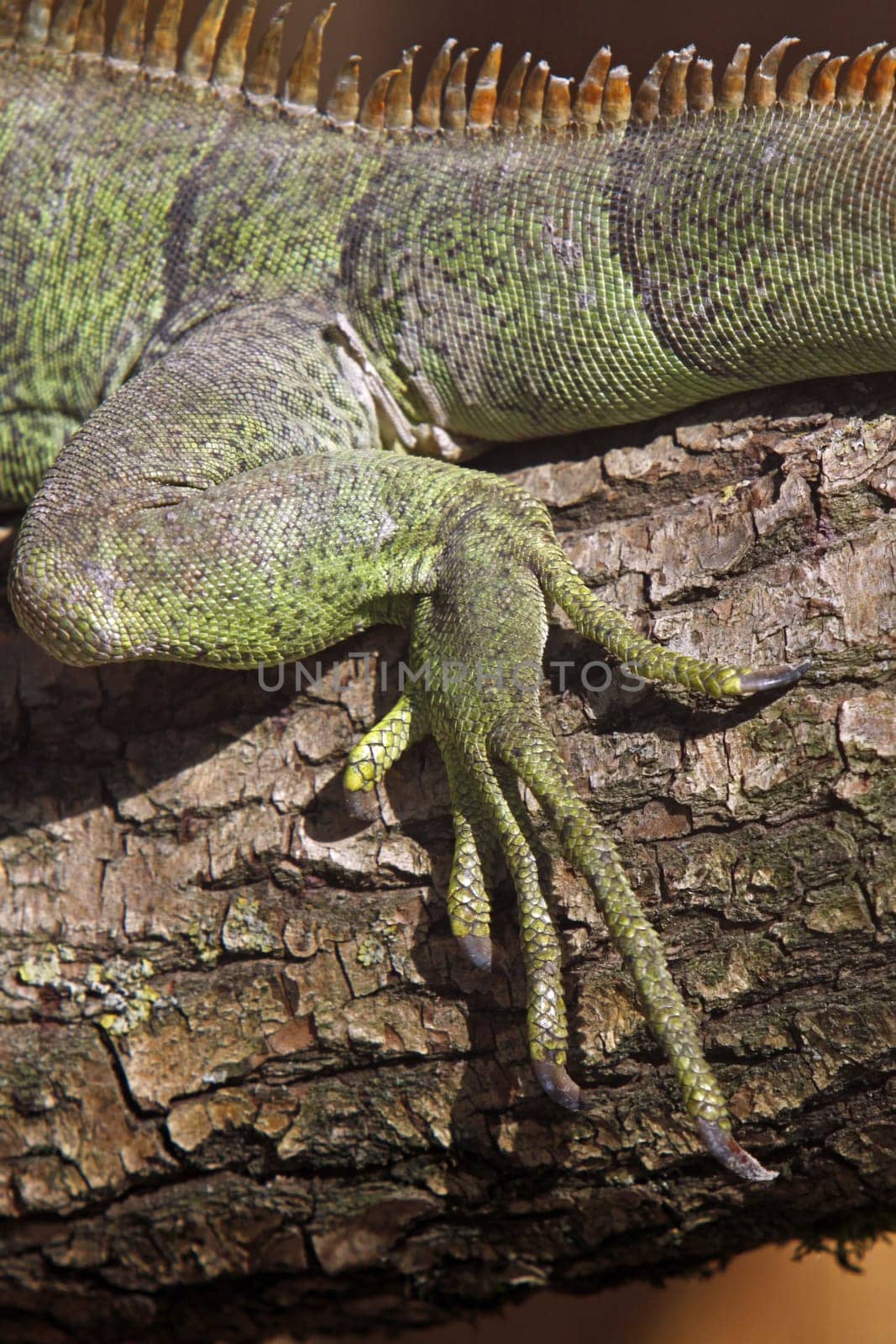 Iguana