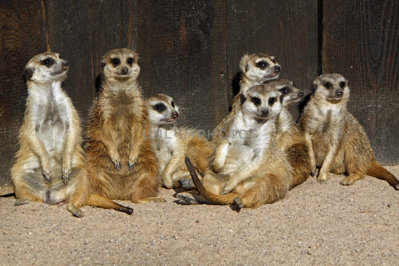 Meerkat