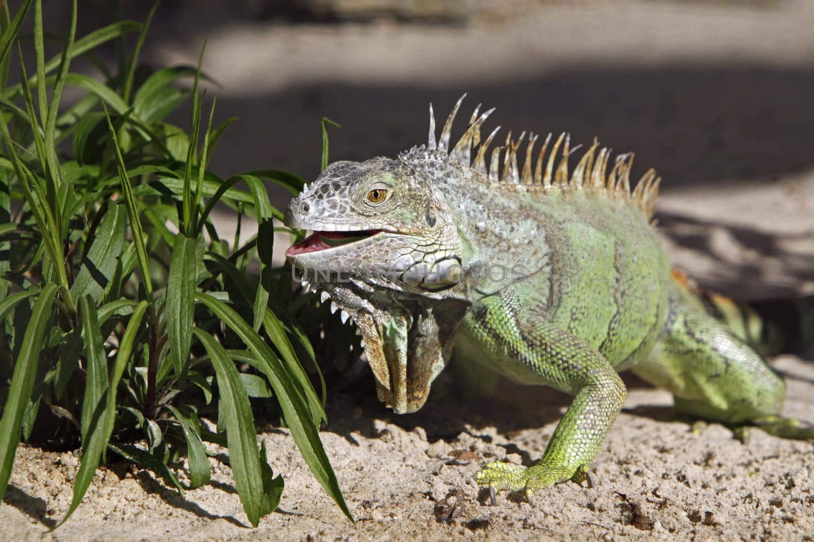 Iguana