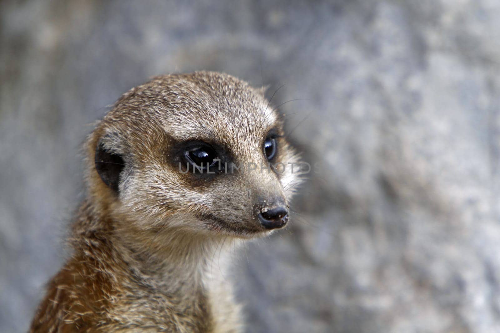 Meerkat