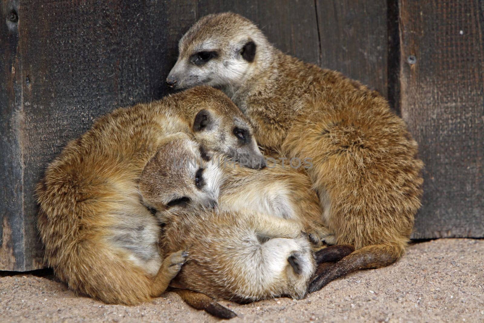Meerkat