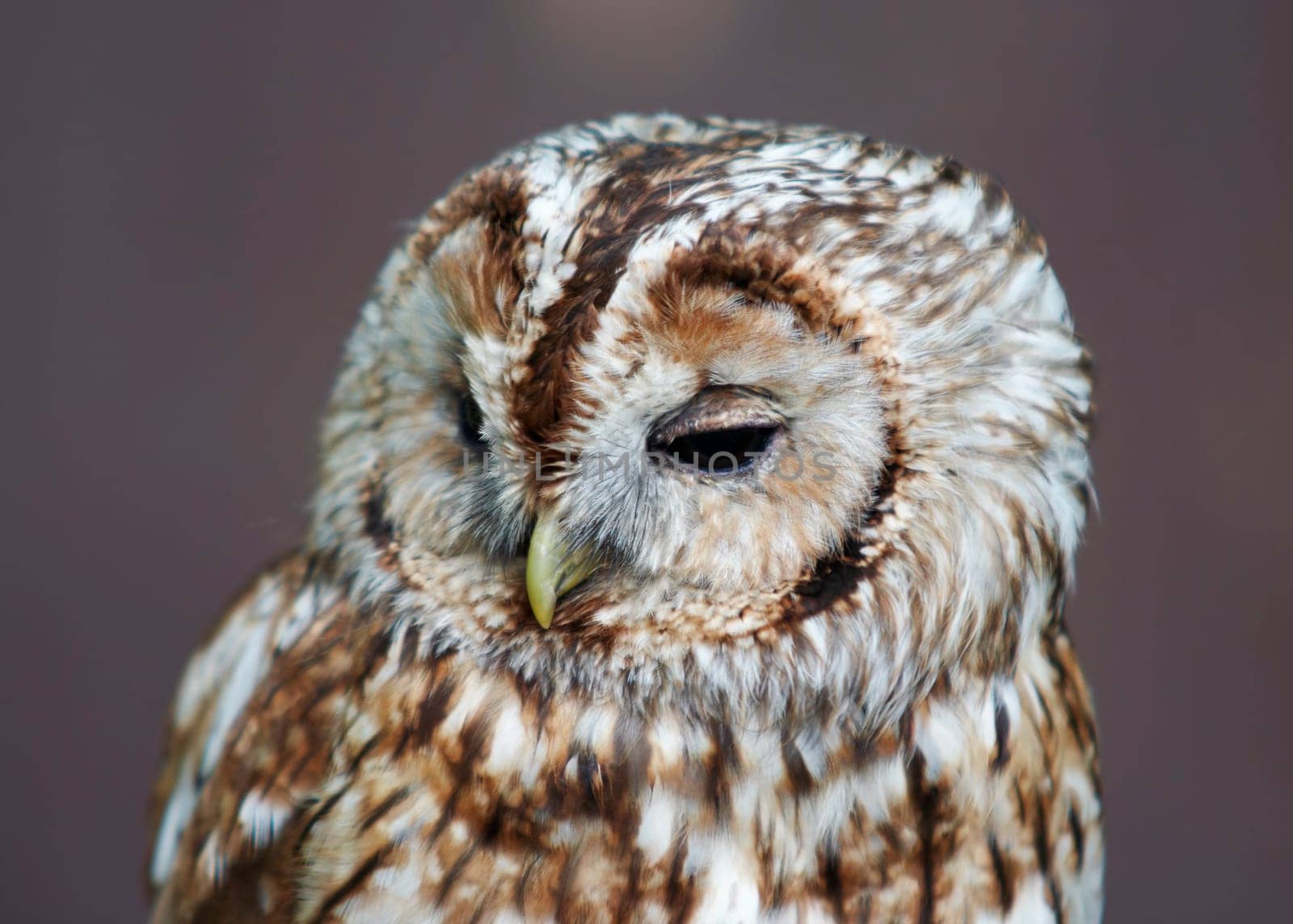Detail of the head of grey owl - wood owl